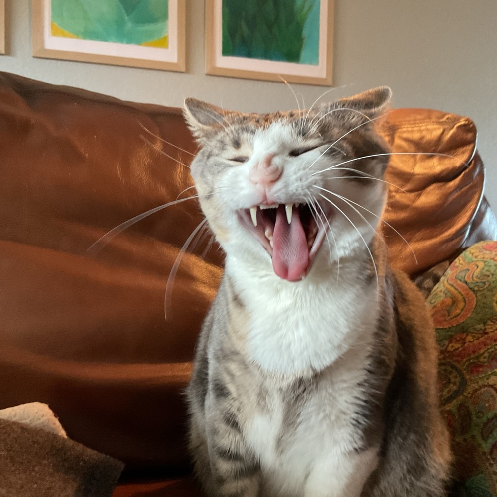 VERY CUTE cat
